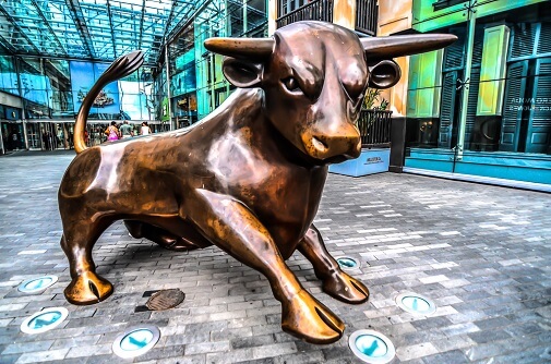 The Bull 505Px